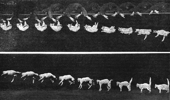 falling_cat