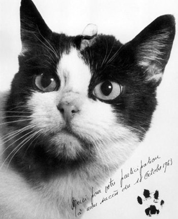 felicette