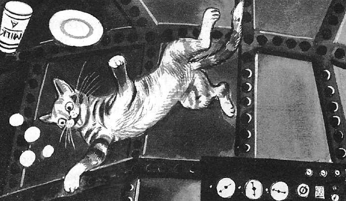 spacecat-flyball