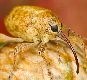 curculio_occidentis