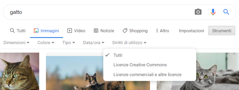 gatto
